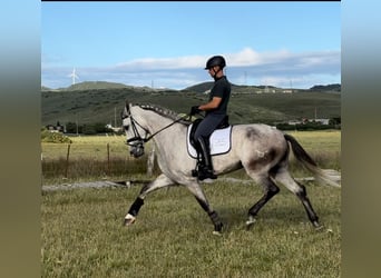PRE Mix, Wałach, 5 lat, 175 cm, Siwa