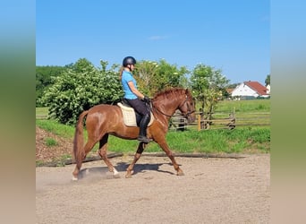 PRE Mix, Wałach, 6 lat, 153 cm, Kasztanowata