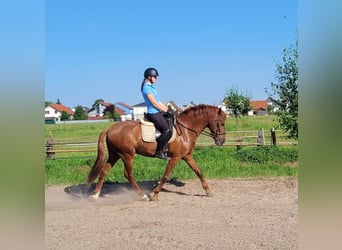 PRE Mix, Wałach, 6 lat, 153 cm, Kasztanowata