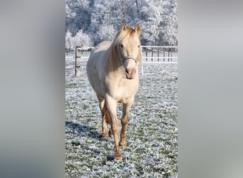 PRE Mix, Wałach, 6 lat, 153 cm, Perlino