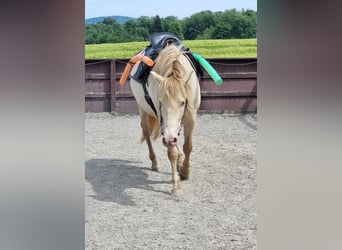 PRE Mix, Wałach, 6 lat, 153 cm, Perlino