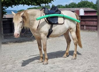 PRE Mix, Wałach, 6 lat, 153 cm, Perlino
