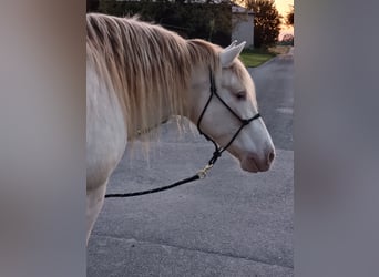 PRE Mix, Wałach, 6 lat, 153 cm, Perlino