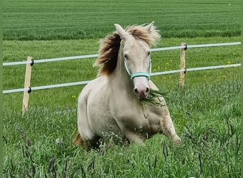 PRE Mix, Wałach, 6 lat, 153 cm, Perlino