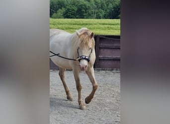 PRE Mix, Wałach, 6 lat, 153 cm, Perlino