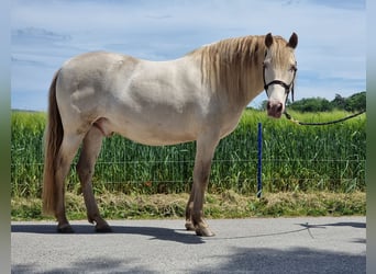 PRE Mix, Wałach, 6 lat, 153 cm, Perlino