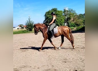 PRE Mix, Wałach, 6 lat, 154 cm, Kasztanowata