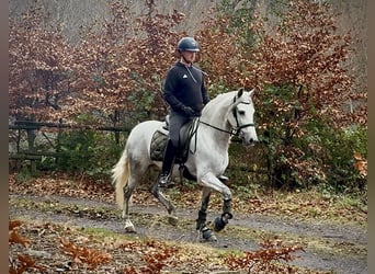 PRE Mix, Wałach, 6 lat, 155 cm, Siwa