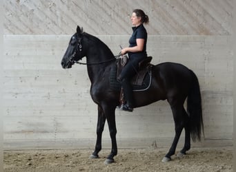 PRE, Wałach, 6 lat, 157 cm, Kara