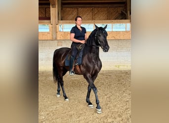 PRE, Wałach, 6 lat, 157 cm, Kara