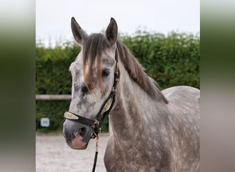 PRE Mix, Wałach, 6 lat, 158 cm, Siwa