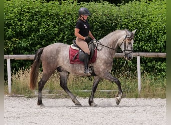 PRE Mix, Wałach, 6 lat, 158 cm, Siwa