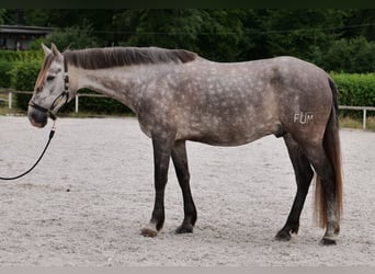 PRE Mix, Wałach, 6 lat, 158 cm, Siwa