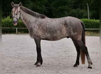 PRE Mix, Wałach, 6 lat, 158 cm, Siwa