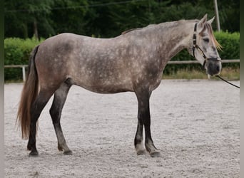 PRE Mix, Wałach, 6 lat, 158 cm, Siwa