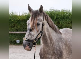 PRE Mix, Wałach, 6 lat, 158 cm, Siwa