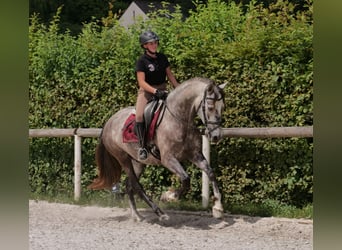 PRE Mix, Wałach, 6 lat, 158 cm, Siwa