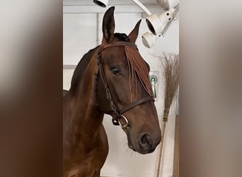 PRE Mix, Wałach, 6 lat, 160 cm, Gniada
