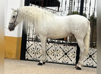 PRE, Wałach, 6 lat, 160 cm, Siwa jabłkowita
