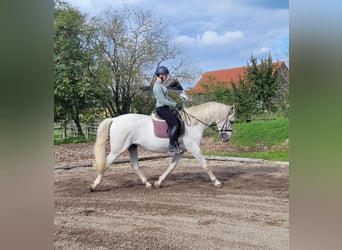 PRE Mix, Wałach, 6 lat, 160 cm, Siwa
