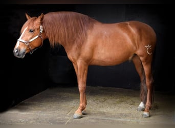 PRE Mix, Wałach, 6 lat, 161 cm, Kasztanowata