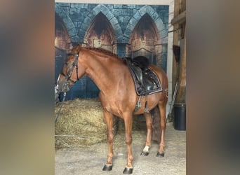 PRE Mix, Wałach, 6 lat, 161 cm, Kasztanowata