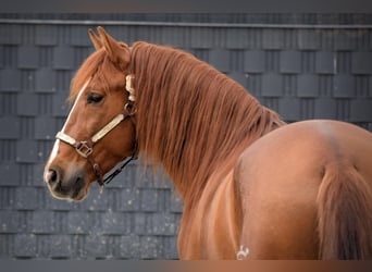 PRE Mix, Wałach, 6 lat, 161 cm, Kasztanowata