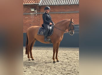 PRE Mix, Wałach, 6 lat, 161 cm, Kasztanowata