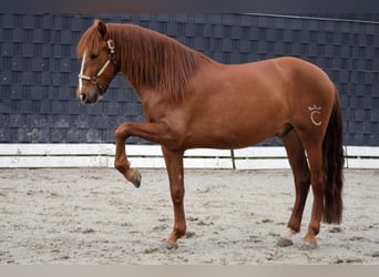 PRE Mix, Wałach, 6 lat, 161 cm, Kasztanowata