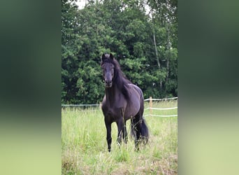 PRE, Wałach, 6 lat, 162 cm, Kara