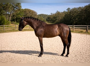 PRE Mix, Wałach, 6 lat, 162 cm, Kara