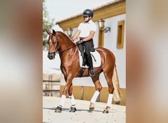 PRE Mix, Wałach, 6 lat, 162 cm, Kasztanowata