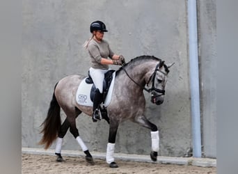 PRE Mix, Wałach, 6 lat, 163 cm, Siwa