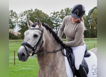 PRE Mix, Wałach, 6 lat, 163 cm, Siwa