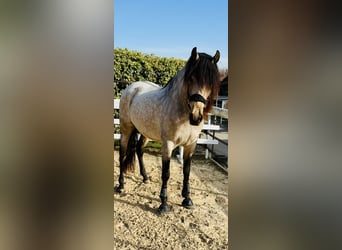 PRE Mix, Wałach, 6 lat, 164 cm, Bułana