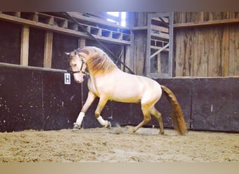 PRE Mix, Wałach, 6 lat, 164 cm, Cremello