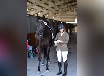 PRE Mix, Wałach, 6 lat, 164 cm, Kara