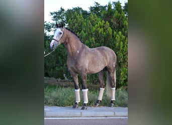 PRE Mix, Wałach, 6 lat, 164 cm, Siwa jabłkowita