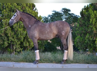 PRE Mix, Wałach, 6 lat, 164 cm, Siwa jabłkowita