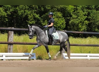 PRE Mix, Wałach, 6 lat, 164 cm, Siwa