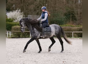 PRE Mix, Wałach, 6 lat, 164 cm, Siwa