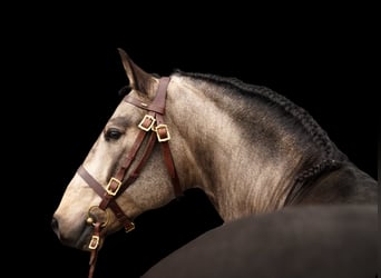 PRE Mix, Wałach, 6 lat, 165 cm, Jelenia