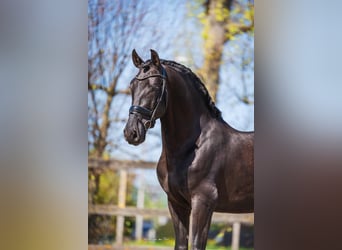 PRE Mix, Wałach, 6 lat, 165 cm, Kara