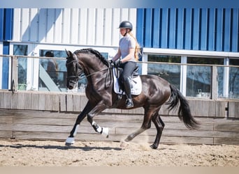 PRE Mix, Wałach, 6 lat, 165 cm, Kara