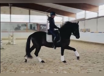 PRE Mix, Wałach, 6 lat, 165 cm, Kara