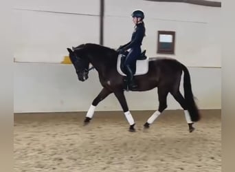 PRE Mix, Wałach, 6 lat, 165 cm, Kara