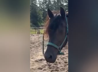 PRE Mix, Wałach, 6 lat, 165 cm, Kara