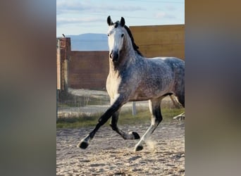 PRE Mix, Wałach, 6 lat, 165 cm, Siwa