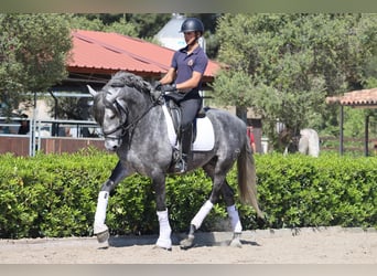 PRE, Wałach, 6 lat, 165 cm, Siwa