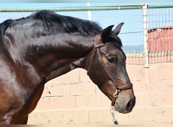 PRE Mix, Wałach, 6 lat, 166 cm, Ciemnogniada